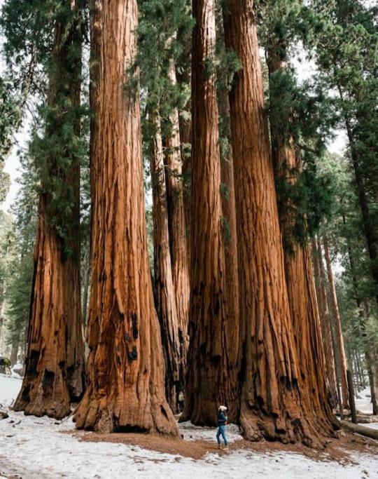 Sequoia Villa Visalia Dış mekan fotoğraf